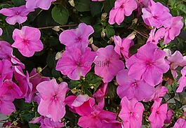 凤仙,凤仙花,花