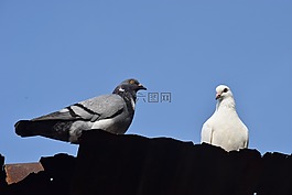 鸽子,龙,东奈省