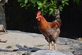 动物,龙,东奈省