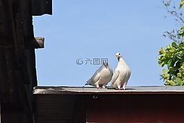 动物,龙,东奈省