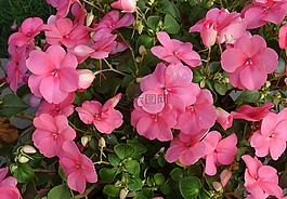 凤仙,凤仙花,花