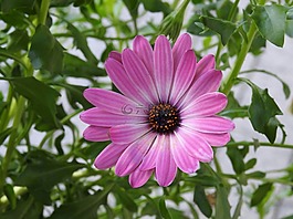 花,粉红色,粉红色的花
