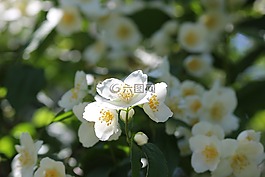 茉莉花,花,春