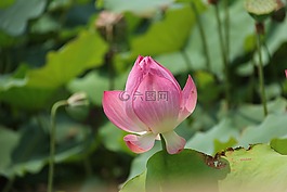 water lily,plant,scenery