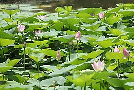 water lily,plant,scenery