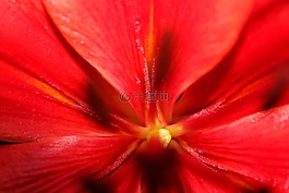 红色的花,关闭了,花