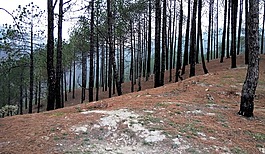 北阿坎德邦,印度,松树
