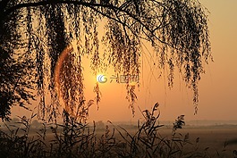 日出,柳树,光圈