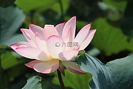 莲花,荷花,植物