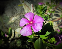 花,粉红色,粉红色的花
