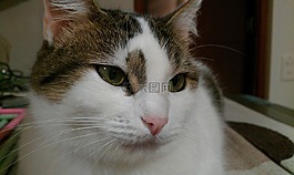 猫,宠物,懒