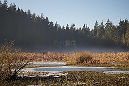 湖泊,森林,水雾