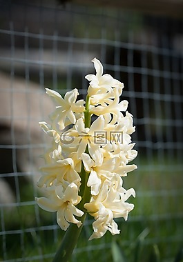 花,黄色,黄色花