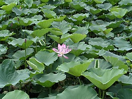 南沙湿地公园,荷花,户外