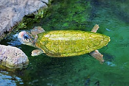 龟,奥兰多海洋世界,水生动物