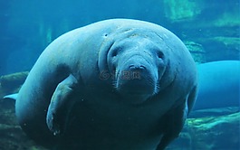 海牛,奥兰多海洋世界,水下