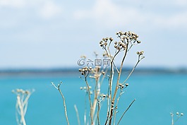 湖,花,水