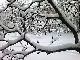 冬季,雪,2 月