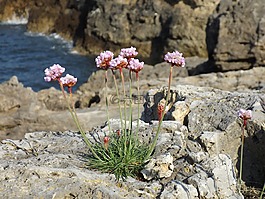 岩,悬崖,花