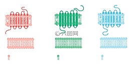 细胞,细胞膜,受体