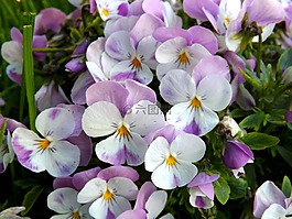 三色堇,花卉,mov