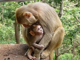 猴子家族,动物,猴子