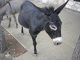 驴,农村,乡村生活