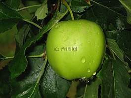 苹果,酸,绿色