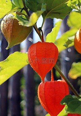 lampionblume,观赏植物,膀胱樱桃