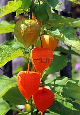 lampionblume,观赏植物,膀胱樱桃