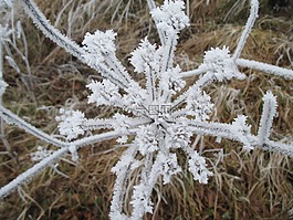 冰花,eiskristalle,冷