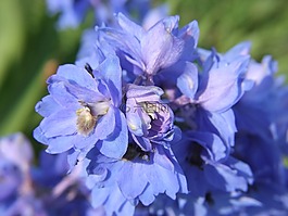 蓝色,花卉,飞燕