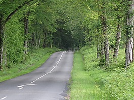 路,森林,基于