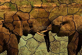 大象,干旱,动物