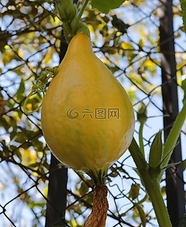 南瓜,壁球,黄色