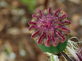 罂粟胶囊,罂粟,klatschmohn