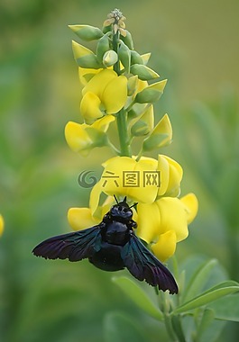 蜜蜂,自然,蜂蜜