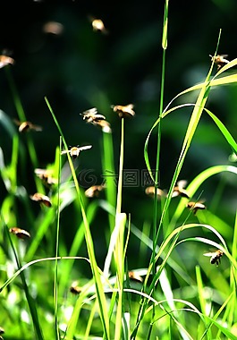 蜜蜂,亲爱的