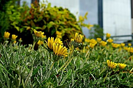 野生花卉,路边的种植,植物区系