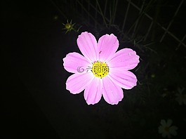 鲜花,iphone,在晚上