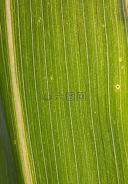 玉米,谷物,食品