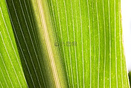 玉米,谷物,食品