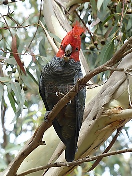 岗岗凤头鹦鹉,鹦鹉,澳大利亚