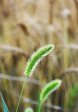 春天的小草,野生草,字段