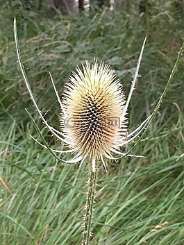 美丽干,花,干花