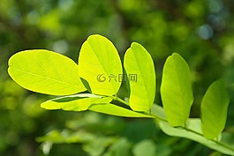 叶子,绿色,叶脉