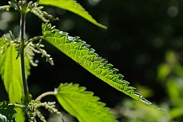 荨麻,叶子,烧头发