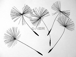 种子,蒲公英,花