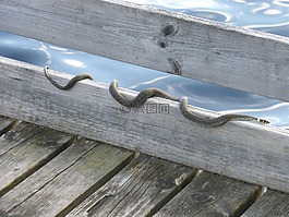 草蛇,蛇,非危险