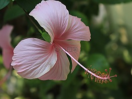 花,自在,粉红色